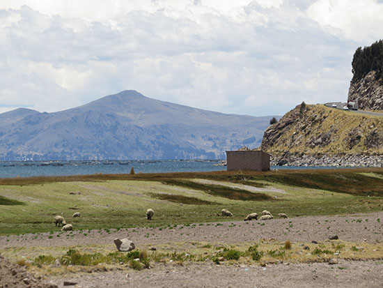 puno copa 7